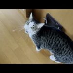 毎朝、猫に「おはよう」を教えるお父さん、熱心に教えると喋るんですね(YouTube)