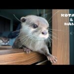 新しいカワウソたちの朝のルーティーンにほっこり　Otters’ New Morning Routine(YouTube)