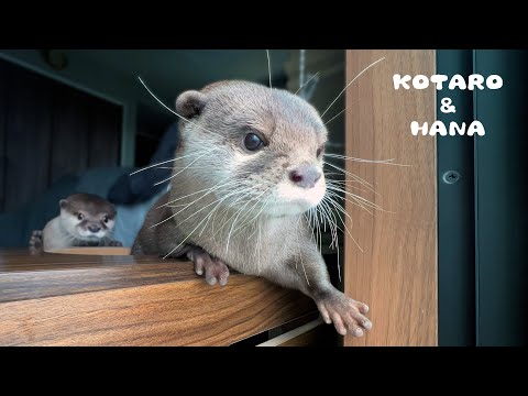 新しいカワウソたちの朝のルーティーンにほっこり　Otters’ New Morning Routine(YouTube)