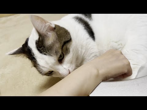 猫にフレーメン反応されたお母さんの腕が臭い原因が分かりましたw(YouTube)