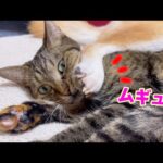 柴犬の足が突然猫の顔に！ムギュ～(笑)(YouTube)