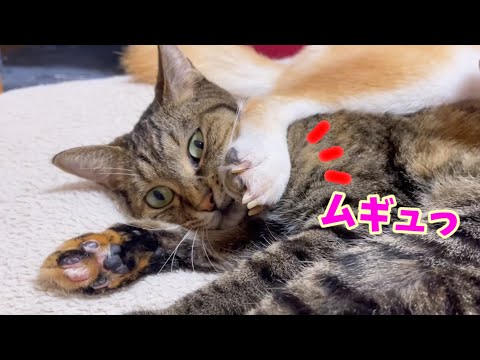 柴犬の足が突然猫の顔に！ムギュ～(笑)(YouTube)