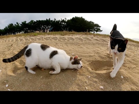 水玉模様のママ猫が砂浜で遊んでいた子供猫を叱って連れ戻す(YouTube)
