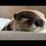 光合成してよく育ちよく寝るカワウソ Otter that grows well by photosynthesizing(YouTube)