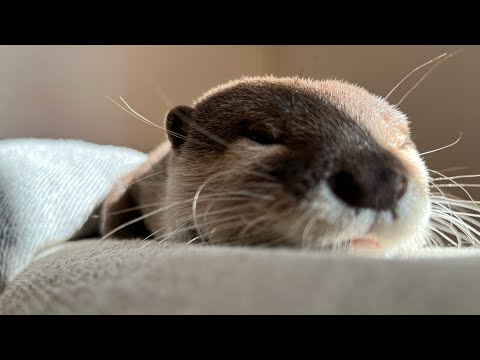 光合成してよく育ちよく寝るカワウソ Otter that grows well by photosynthesizing(YouTube)