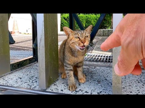 ビビって後退りしていた野良猫、一旦撫でると落ち着いて擦り寄ってきた(YouTube)