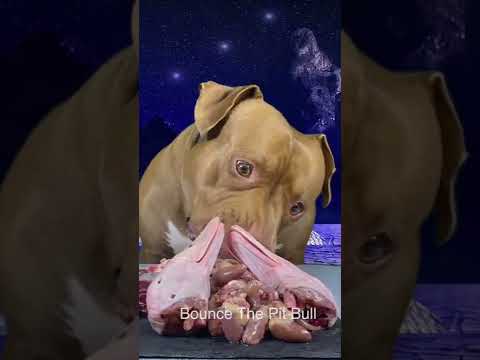【閲覧注意】オシャレをして高級ディナーを堪能するイッヌ#shorts(YouTube)