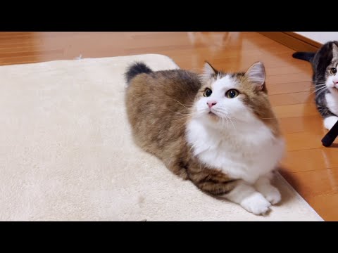 100人見たら100人が「こいつ悪いなぁ」って思う…かもしれない猫(YouTube)