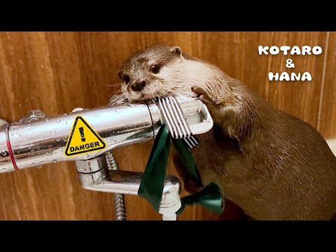 なぜか自分でシャワー出してブチギレるカワウソ　Otter Turns on the Faucet and Gets Angry(YouTube)