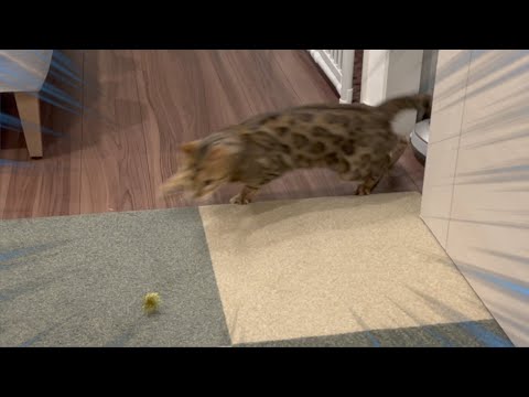 ロゼのセンスがない狩り(YouTube)