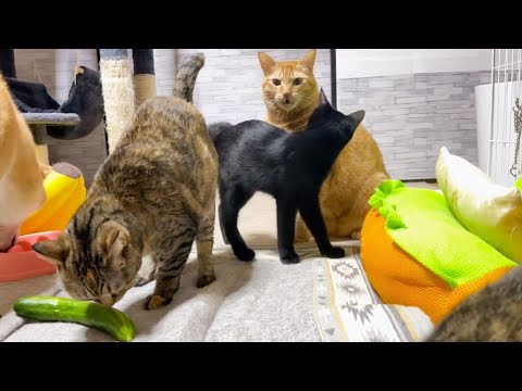 柴犬の後ろにキュウリを置いたら猫がワチャワチャ集まりました(笑)(YouTube)