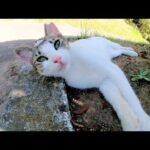 新入りの猫ちゃんが先輩猫たちと一緒に仲良くお昼寝する(YouTube)