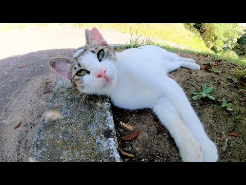 新入りの猫ちゃんが先輩猫たちと一緒に仲良くお昼寝する(YouTube)