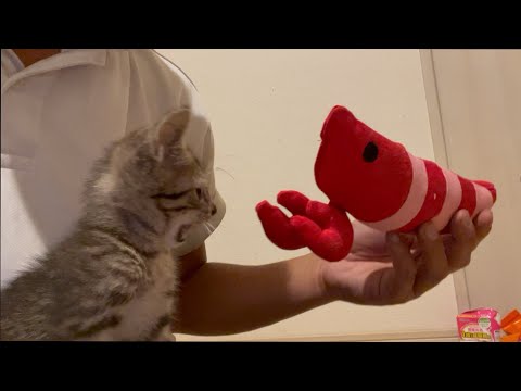 片目の子猫が少し落ち着いて来たと思ったらやんちゃし始めました(YouTube)
