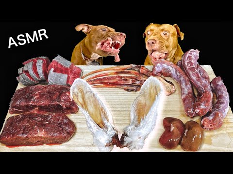 最強なピットブルの親子が兎の耳や骨付肉を豪快に喰らう【閲覧注意】(YouTube)