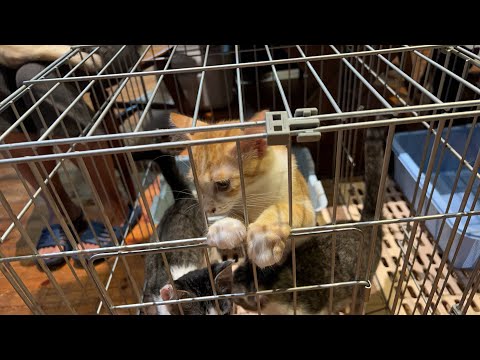 🌴🐈🐐🏡巣立前夜Live(YouTube)