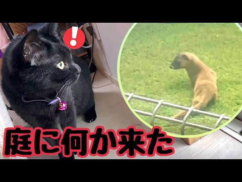 庭に謎の生き物の群れが来て猫達パニックです(YouTube)