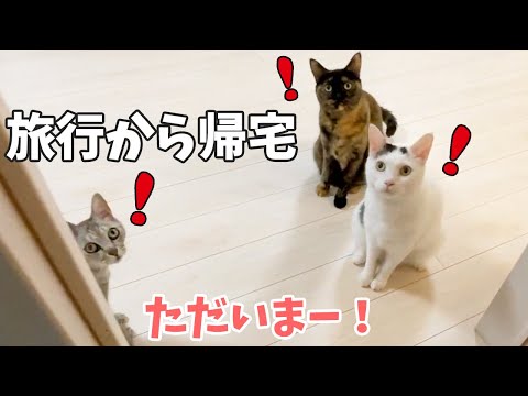 １泊の旅行から帰ってきたときの猫たちの反応が可愛すぎた！(YouTube)