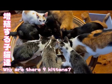増殖する子猫達 Why are there 9 kittens?(YouTube)