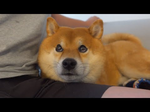 兄柴の前で妹達を可愛がろうとすると起きること。(YouTube)
