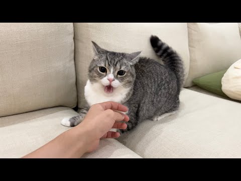 勝手に柔軟剤を変えたら猫にブチ切れられて大変なことになりました…(YouTube)