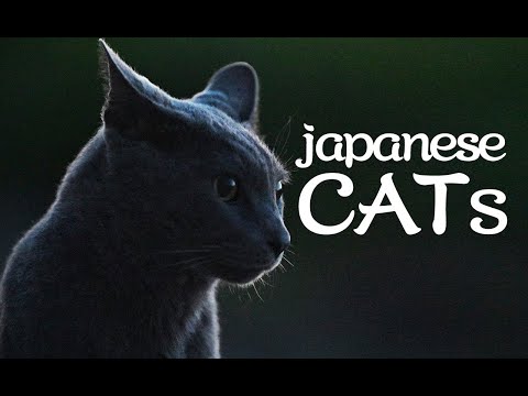 【猫動画】japaneseCATS〜にゃんともパレード〜#198(YouTube)