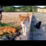 【今週のボツ動画】短い野良猫動画まとめて公開-unreleased video of this week-2022/8/2w(YouTube)