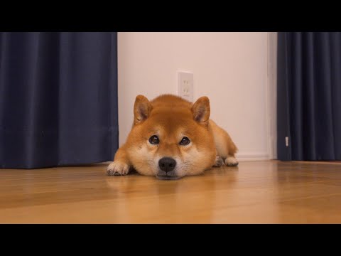 柴犬は連日の大雨に不満があるようです【青森】(YouTube)