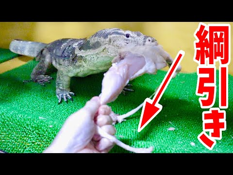 【強すぎる】腹ペコのオオトカゲと肉を取り合ってみた結果・・・(YouTube)