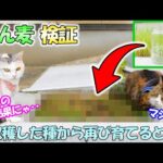 猫達の食用草えん麦を育てて収穫した種を再び蒔いてみた結果がヤバ過ぎた‥(YouTube)