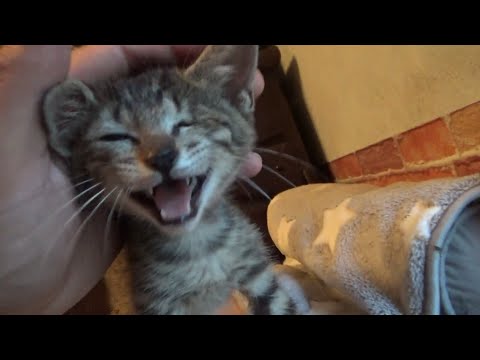 片目の子猫、大好きな先住猫に怒られてショックを受ける(YouTube)