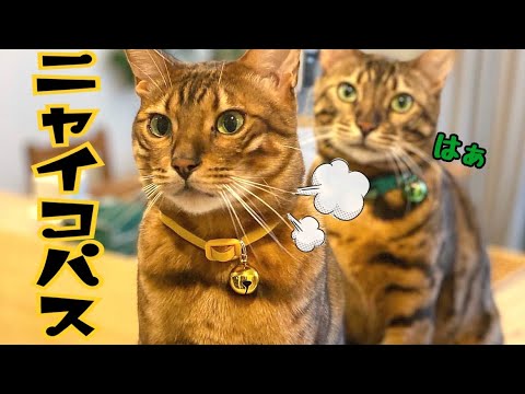 ニャイコパスなイケメン猫が暴君しております(YouTube)