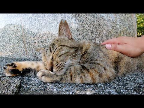 石碑の周りに集まって夕日を浴びる猫達(YouTube)