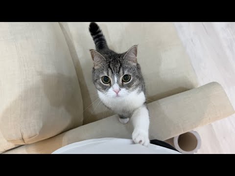 夜中に出かける準備をすると必死に引き止めてくる猫がかわいすぎました…(YouTube)
