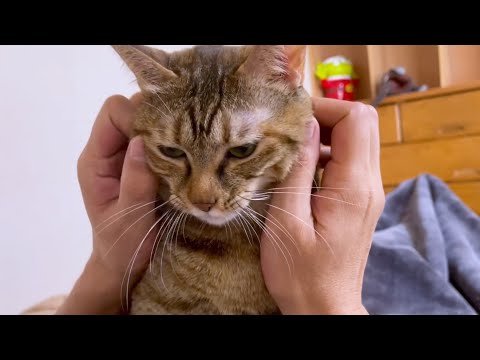 飼い主を看病してくれる優しい猫♥(YouTube)