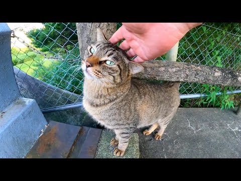 ジョギングコース脇に野良猫がいたので近づいて撫でると伸びてカワイイ(YouTube)