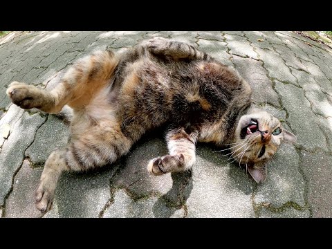 山道で出会ったサビ猫ちゃんがコロンと寝転がって甘えてきた(YouTube)