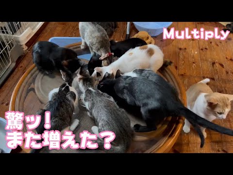 驚ッ! また増えた!(YouTube)