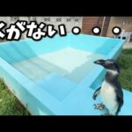 大好きなプールに水が入ってないと知った時のペンギンの反応(YouTube)
