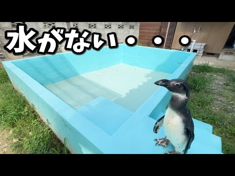 大好きなプールに水が入ってないと知った時のペンギンの反応(YouTube)