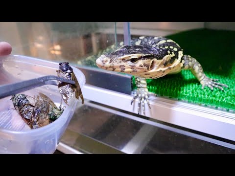 【セミファイナル】オオトカゲのためにセミを取りに行ってみた(YouTube)