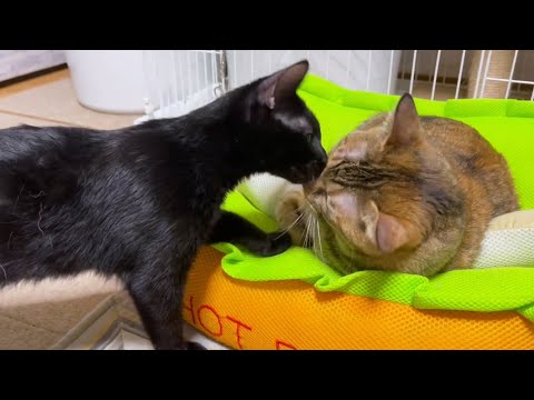 おっとり姉猫には側で遊び、師匠姉猫には日々挑む仔猫♪(YouTube)