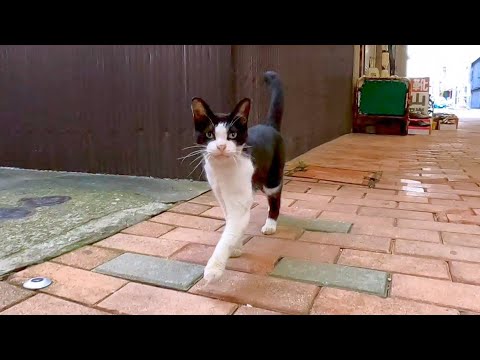 朝の商店街には大体猫がいる(YouTube)