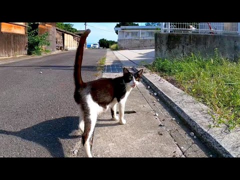 通りで出会ったハチワレ猫「ウチ来る?」付いていったら(YouTube)