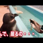 ちょっと目を離した隙にプールを占領されていじけるペンギンが悲し過ぎた・・・(YouTube)