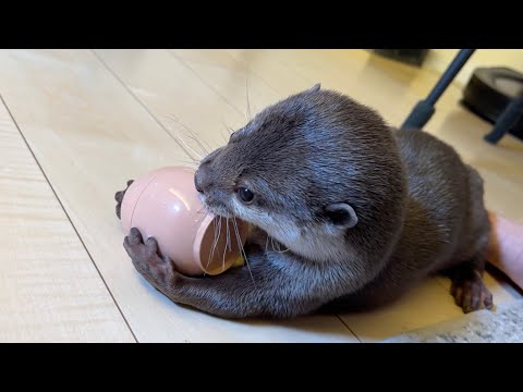 小さなお手手で抱きかかえるカワウソ A dexterous otter happily opens a capsule.(YouTube)