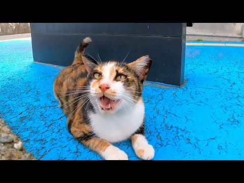 よく喋る三毛猫(YouTube)
