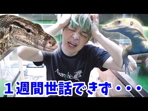 【飼育崩壊】1週間寝込んで世話ができなかった爬虫類多頭飼育者の末路(YouTube)