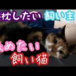 ツンデレ猫ちゃんが添い寝しにきた！腕枕したい飼い主の葛藤…w(YouTube)