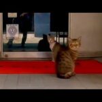 朝開店前のサロンが猫の溜まり場となっていた理由はwww(YouTube)
